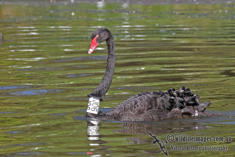 Black Swan Neck collar a3862.jpg