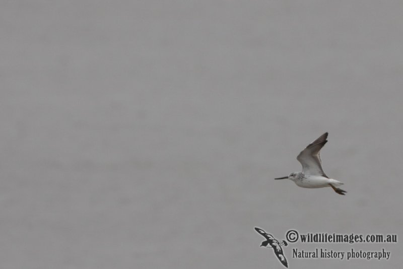 Nordmanns Greenshank a7288.jpg