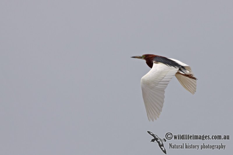 Chinese Pond Heron a8150.jpg