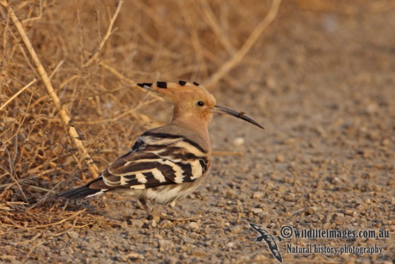 Hoopoe a7192.jpg