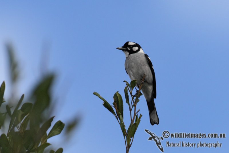 White-eared Monarch 4351.jpg