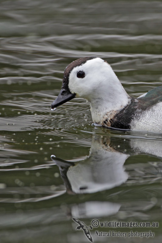 Cotton Pygmy-goose 5846.jpg