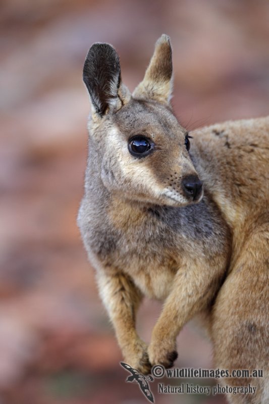 Black-footed Rock-Wallaby 6450.jpg