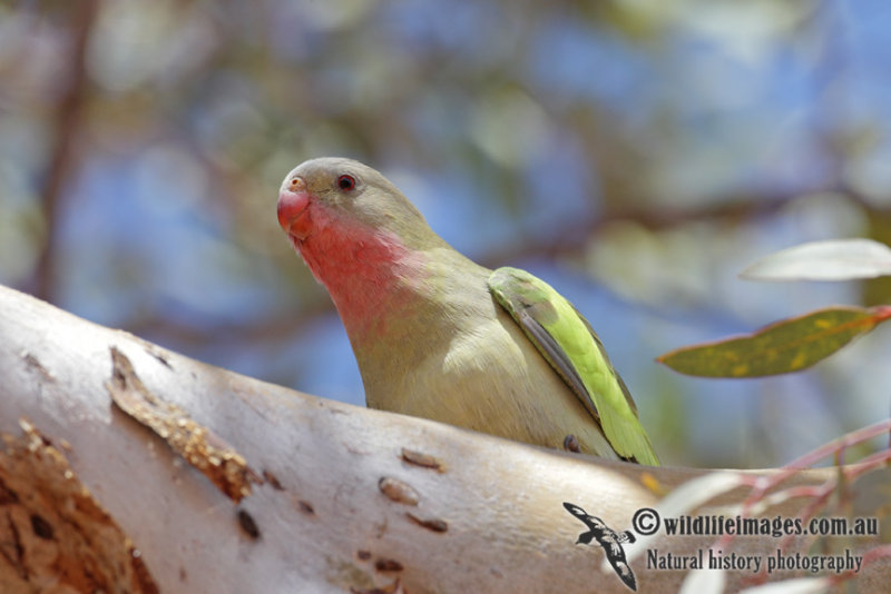 Princess Parrot 1999.jpg