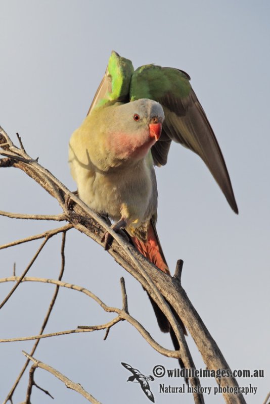 Princess Parrot 2730.jpg