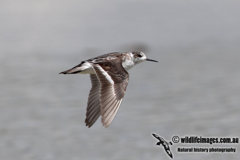 Red-necked Phalarope 5588.jpg