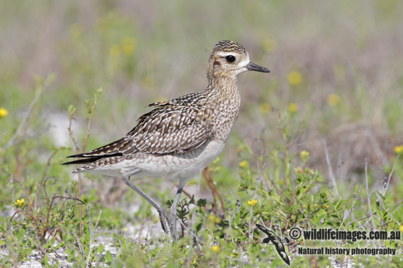 Pacific Golden Plover 3621.jpg
