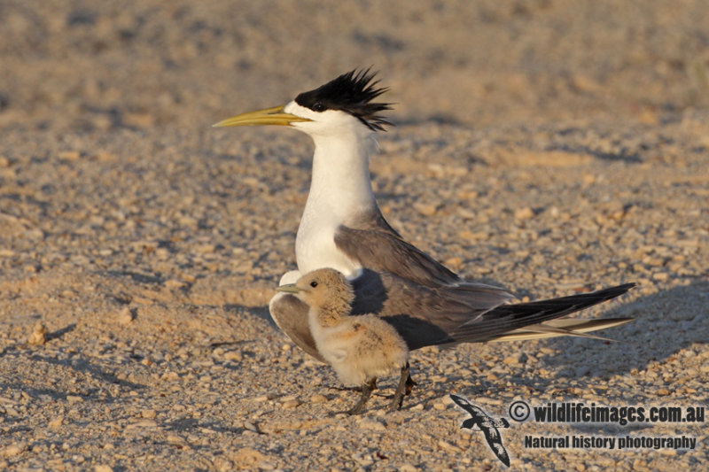 Crested Tern 4966.jpg