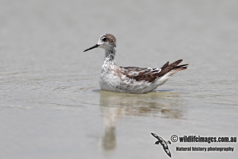 Red-necked Phalarope 6766.jpg