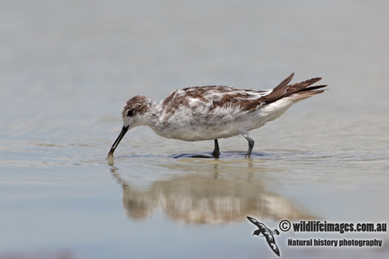 Red-necked Phalarope 6834.jpg