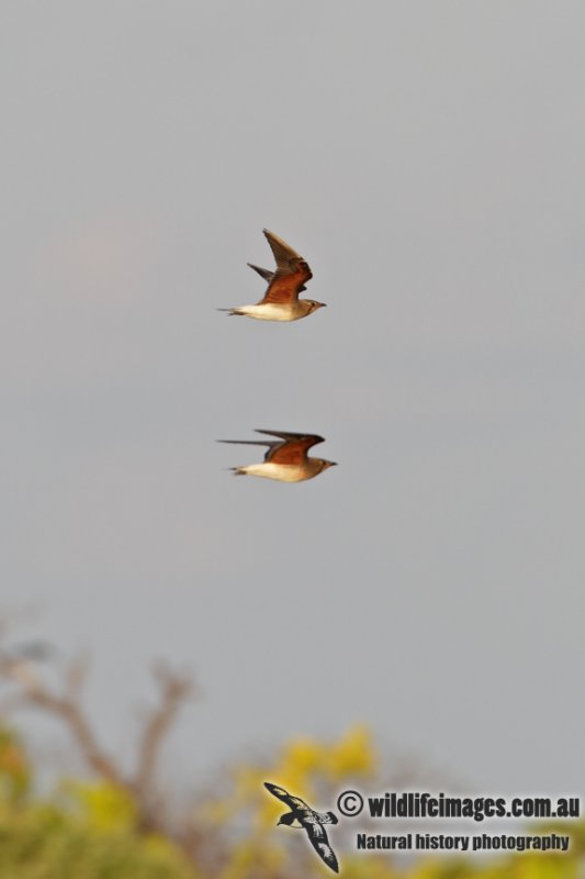 Oriental Pratincole 7591.jpg