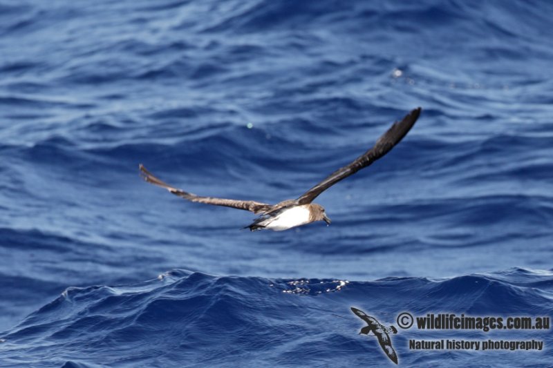 Tahiti Petrel 9583.jpg