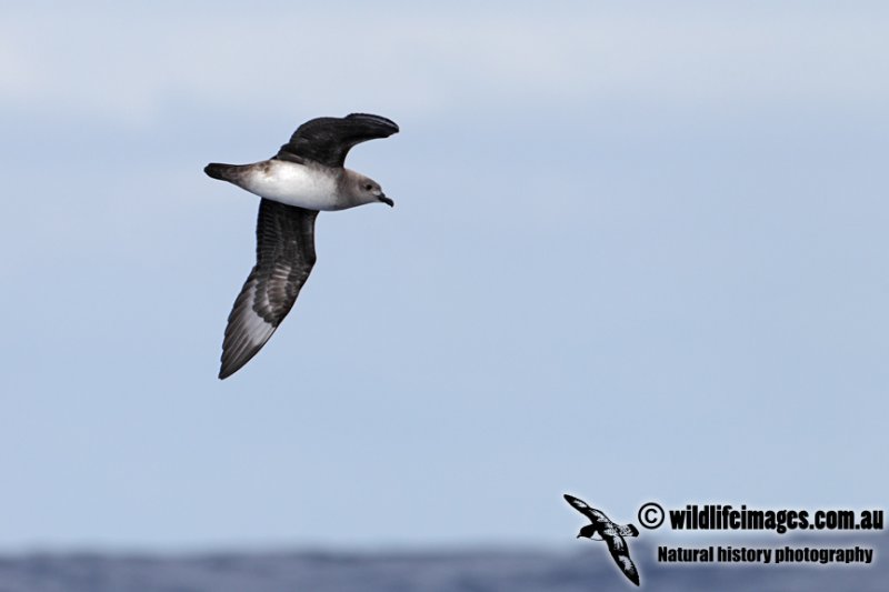 Kermadec Petrel 5190.jpg