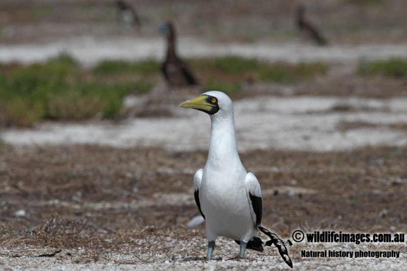 Masked Booby 8134.jpg