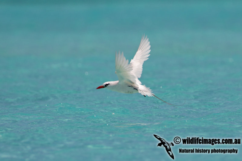 Red-tailed Tropicbird 9931.jpg