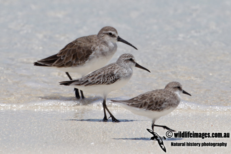 Broad-billed Sandpiper 9194.jpg