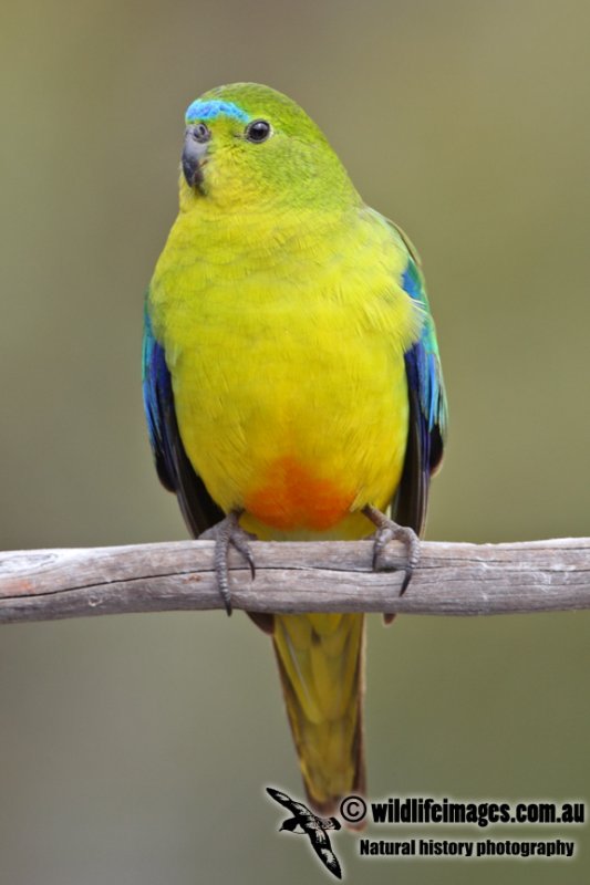 Orange-bellied Parrot a6676.jpg