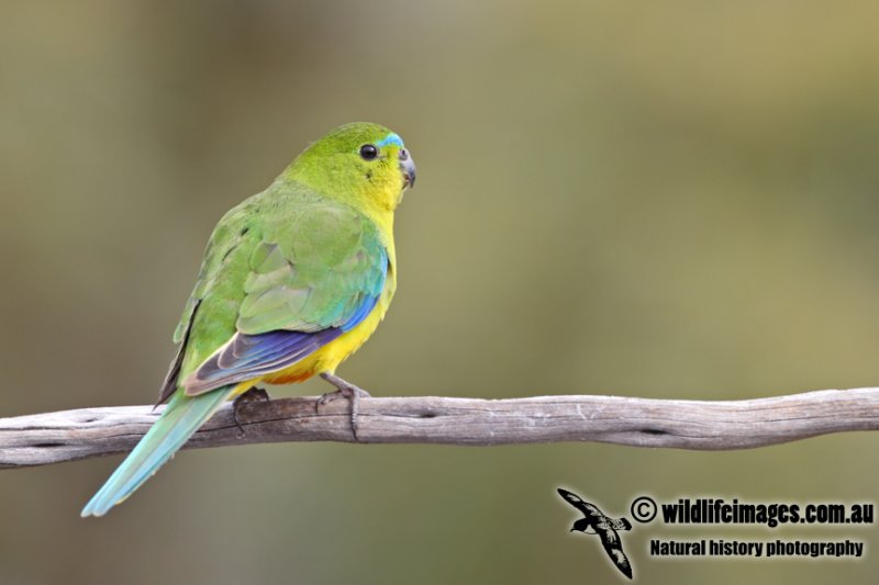 Orange-bellied Parrot a6693.jpg
