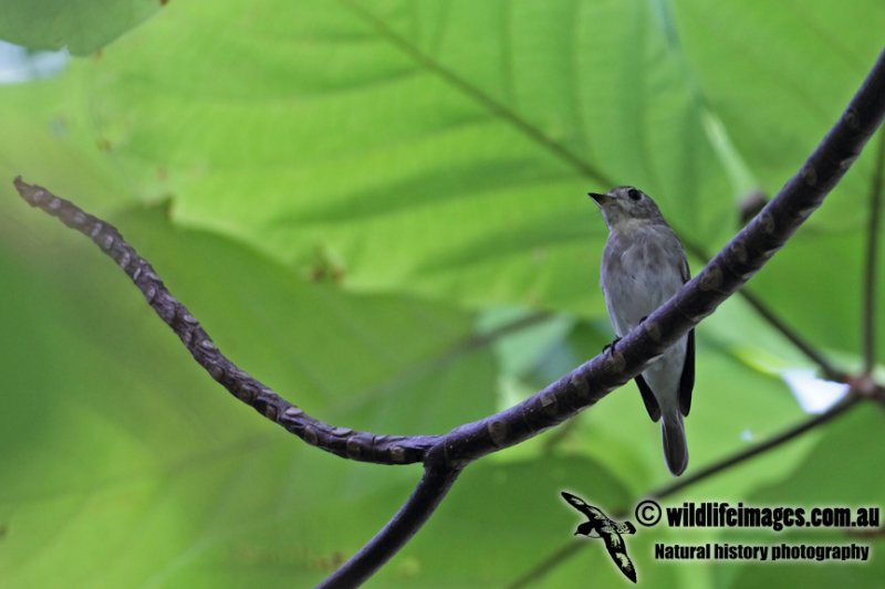 Asian Brown Flycatcher a8786.jpg