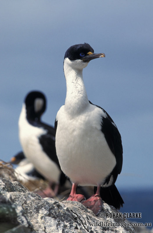 Macquarie Island Imperial Shag