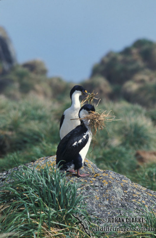 Macquarie Island Imperial Shag