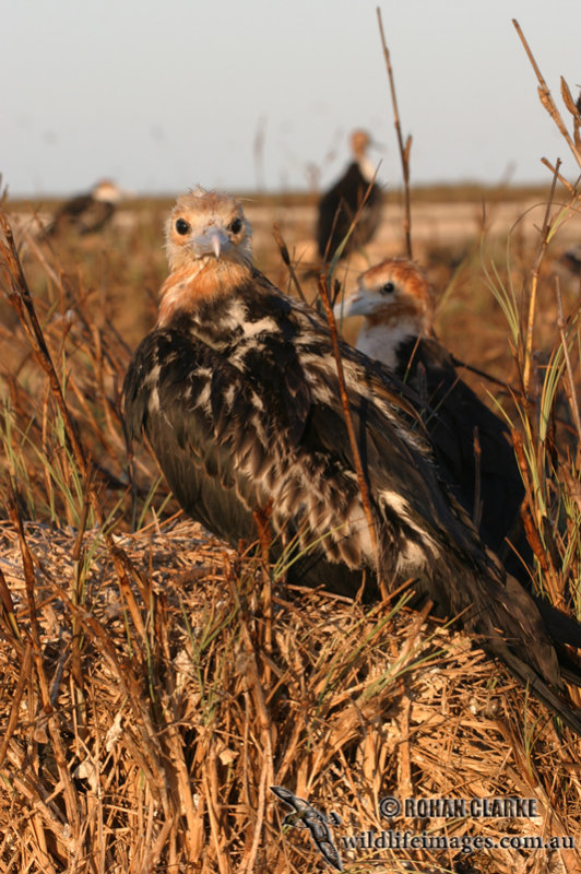 Lesser Frigatebird 2019.jpg