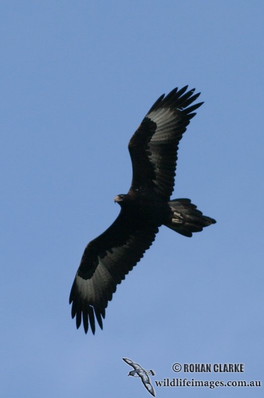 Wedge-tailed Eagle 5511.jpg