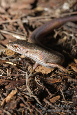 Saproscincus mustelina 0040.jpg