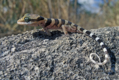 Ring-tailed Gecko - Cyrtodactylus louisiadensis