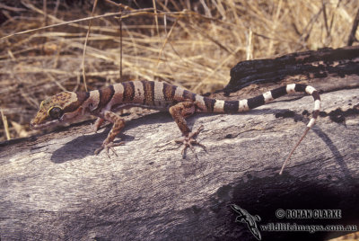Ring-tailed Gecko - Cyrtodactylus louisiadensis