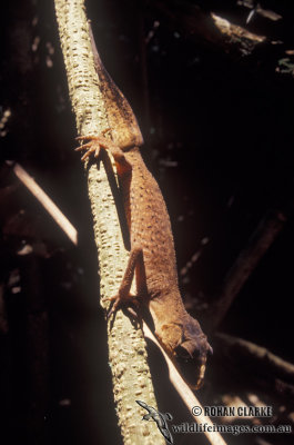Carphodactylus laevis s0027.jpg