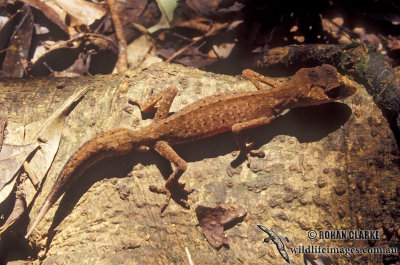 Carphodactylus laevis s0029.jpg