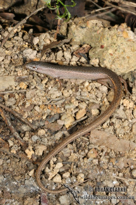 Saproscincus mustelina 0086.jpg