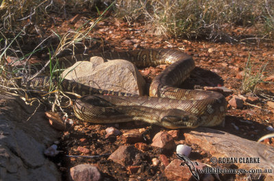 Morelia spilota bredli s0432.jpg