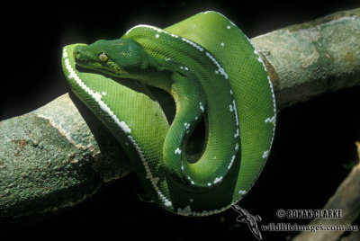 Green Python - Morelia viridis