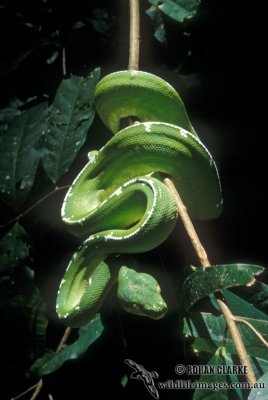 Morelia viridis s0455.jpg