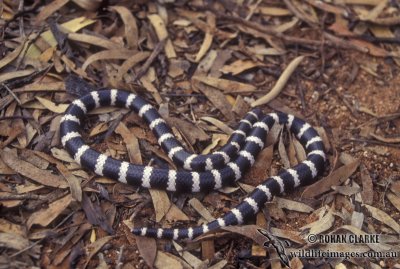 Bandy Bandy - Vermicella annulata