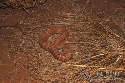 Acanthophis pyrrhus s0526.jpg