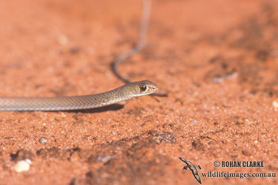 Yellow-faced Whipsnake - Demansia psammophis