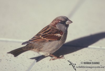 House Sparrow s2006.jpg