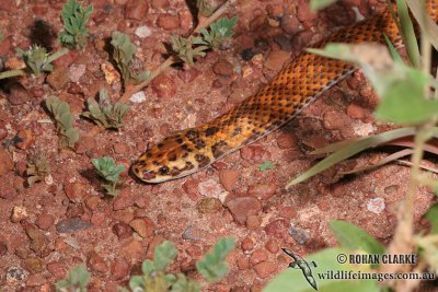 Little Spotted Snake - Suta punctata