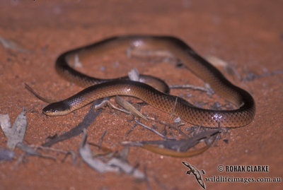 Mitchell's Short-tailed Snake - Parasuta nigriceps