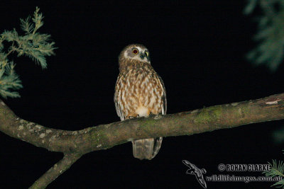 Southern Boobook 0239.jpg