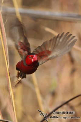 Crimson Finch 0834