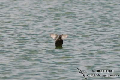 Tricoloured Grebe 0415.jpg