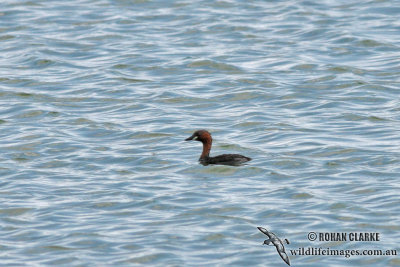 Tricoloured Grebe 0440.jpg