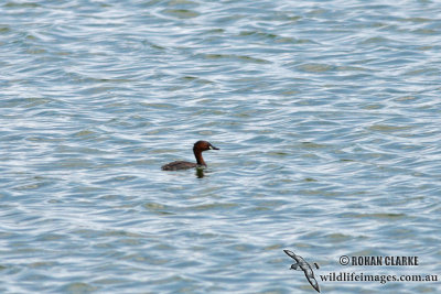 Tricoloured Grebe 0441.jpg