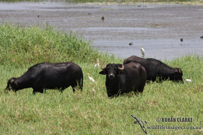 Asian Water Buffalo 0946.jpg