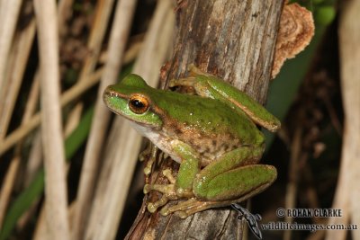 Spotted Tree Frog - Litoria spenceri