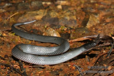 Small-eyed Snake - Cryptophis nigrescens